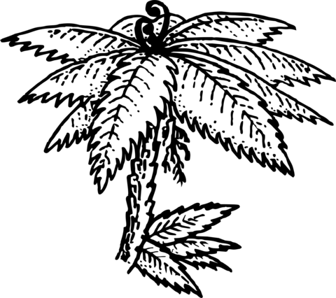 A Punga Fern Tree Coloring Page